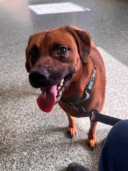 An adult medium-sized male Terrier dog named Scooby for adoption in Williamsport, PA