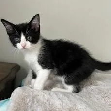 A baby small-sized female Black Domestic Short Hair cat named Elbow for adoption in South Elgin, IL