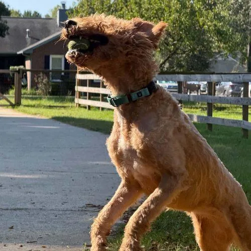 A young large-sized female Apricot / Beige Goldendoodle dog named Mable for adoption in Sanford, NC