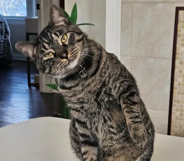 Sirius