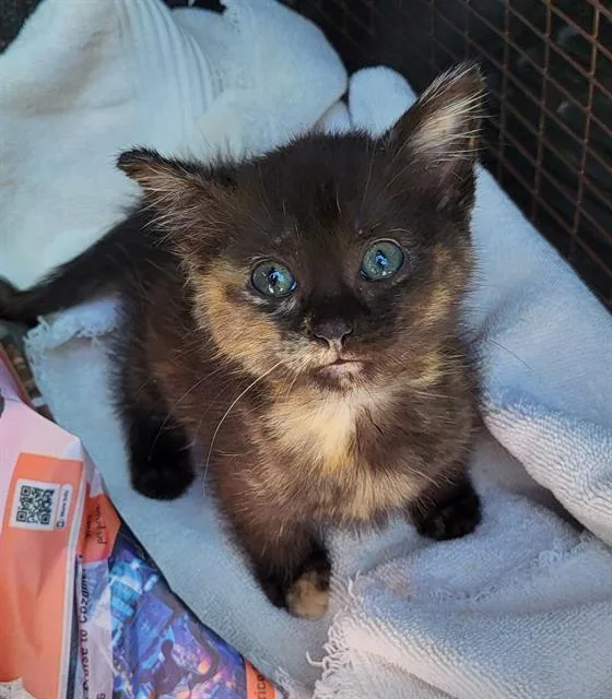 A baby small-sized female Domestic Medium Hair cat named Sugar for adoption in San Antonio, TX