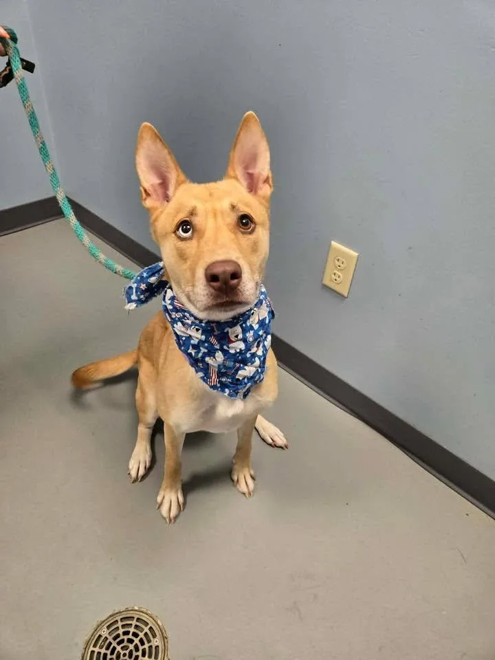 A young medium-sized female Yellow / Tan / Blond / Fawn Labrador Retriever dog named Sapphire for adoption in Zanesville, OH