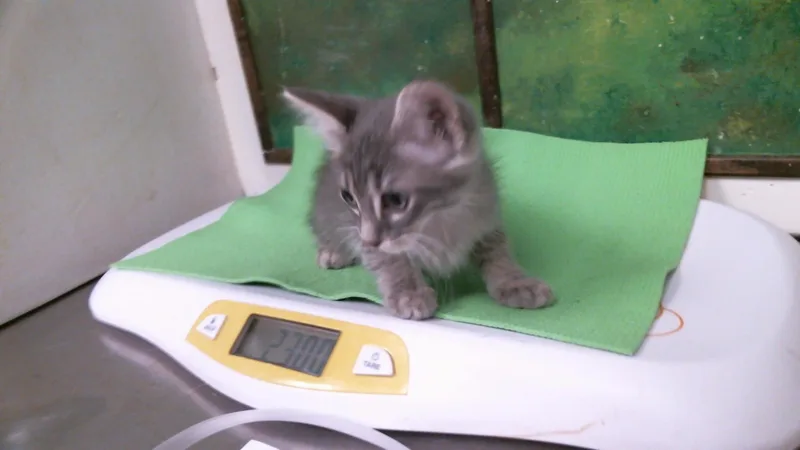 A baby small-sized male Domestic Short Hair cat named Hopper for adoption in Houston, TX
