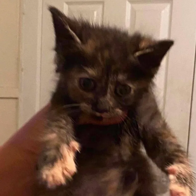 A baby small-sized female Black Domestic Long Hair cat named Kate for adoption in Winchester, VA