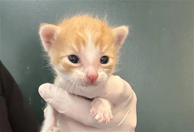 A baby small-sized male Domestic Short Hair cat named Bruce for adoption in Thousand Palms, CA