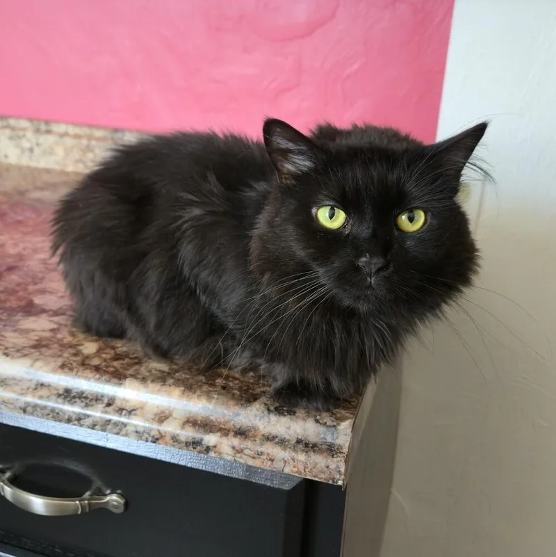 An adult large-sized female Black Domestic Long Hair cat named April for adoption in Greensburg, PA