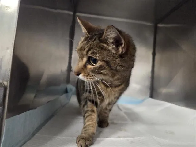 A senior medium-sized female Domestic Short Hair cat named Maui for adoption in Panama City, FL