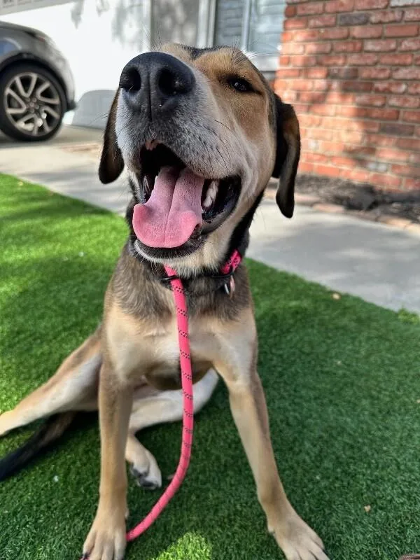 An adult large-sized female Brown / Chocolate German Shepherd Dog dog named Bonnie for adoption in Manhattan Beach, CA