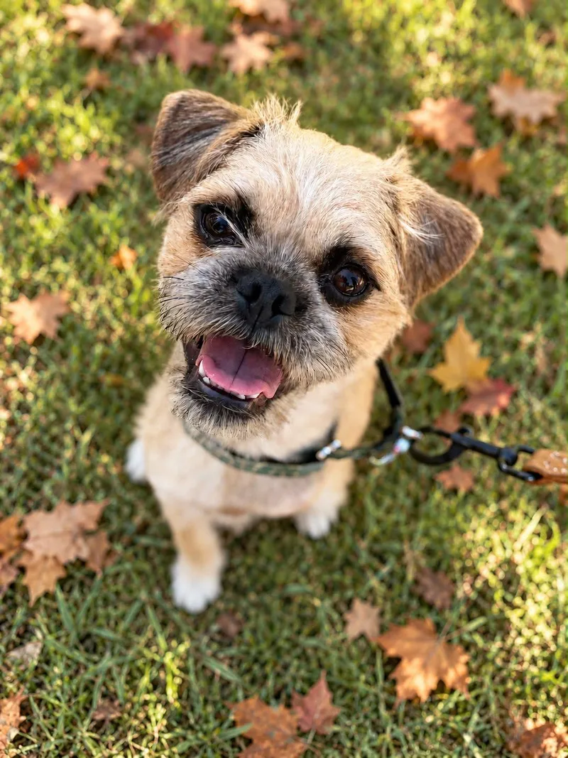 A baby small-sized female Brussels Griffon dog named Gucci for adoption in Los Angeles, CA