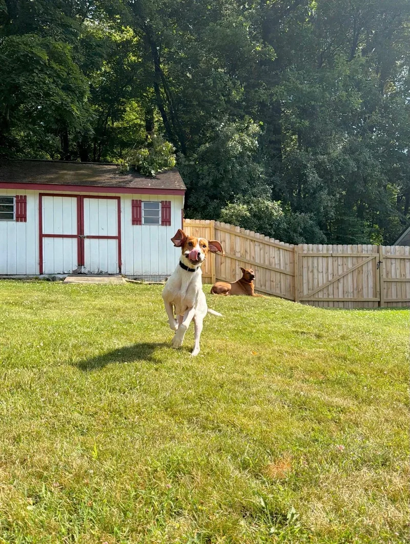 An adult medium-sized female Hound dog named Ginger for adoption in Kutztown, PA