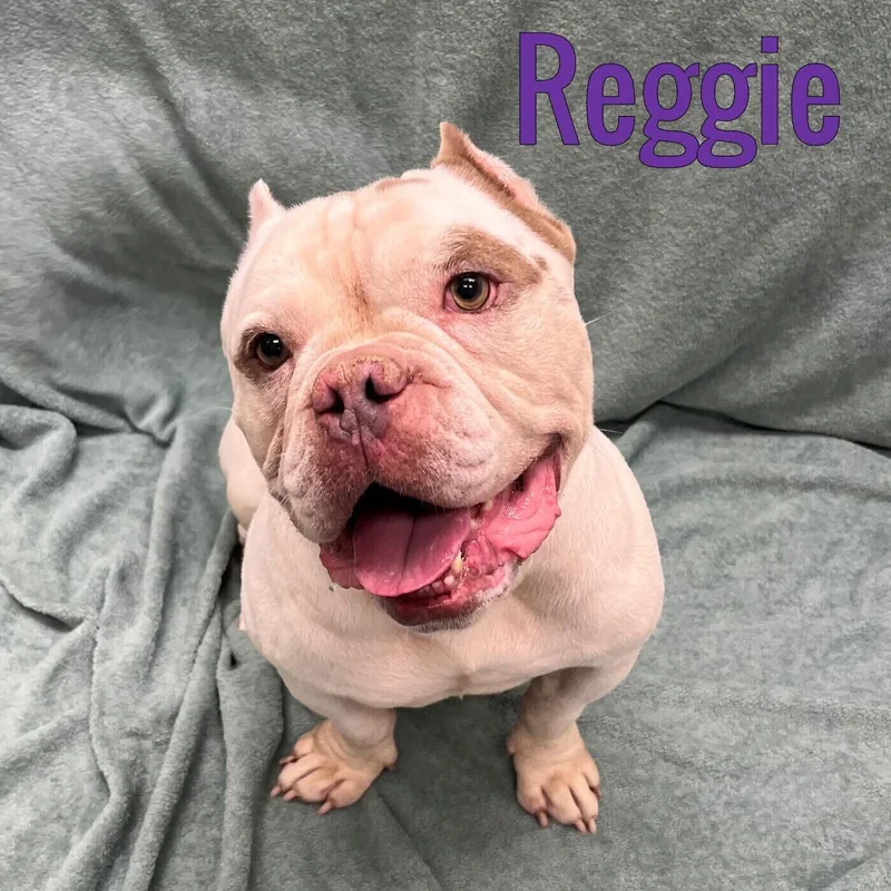 An adult medium-sized male White / Cream American Bully dog named Reggie for adoption in Pleasantville, NJ