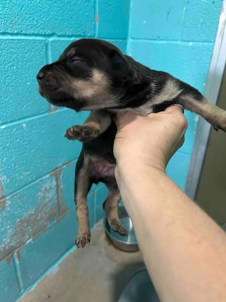 A baby medium-sized female Cane Corso dog named Bea for adoption in Glen Rose, TX