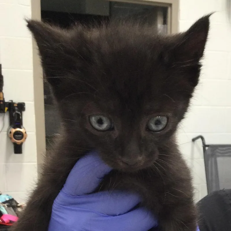 A baby small-sized male Black Domestic Short Hair cat named Clive for adoption in Marshall, VA