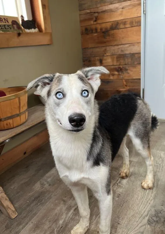 A baby medium-sized female Husky dog named Pearl for adoption in Genoa, IL
