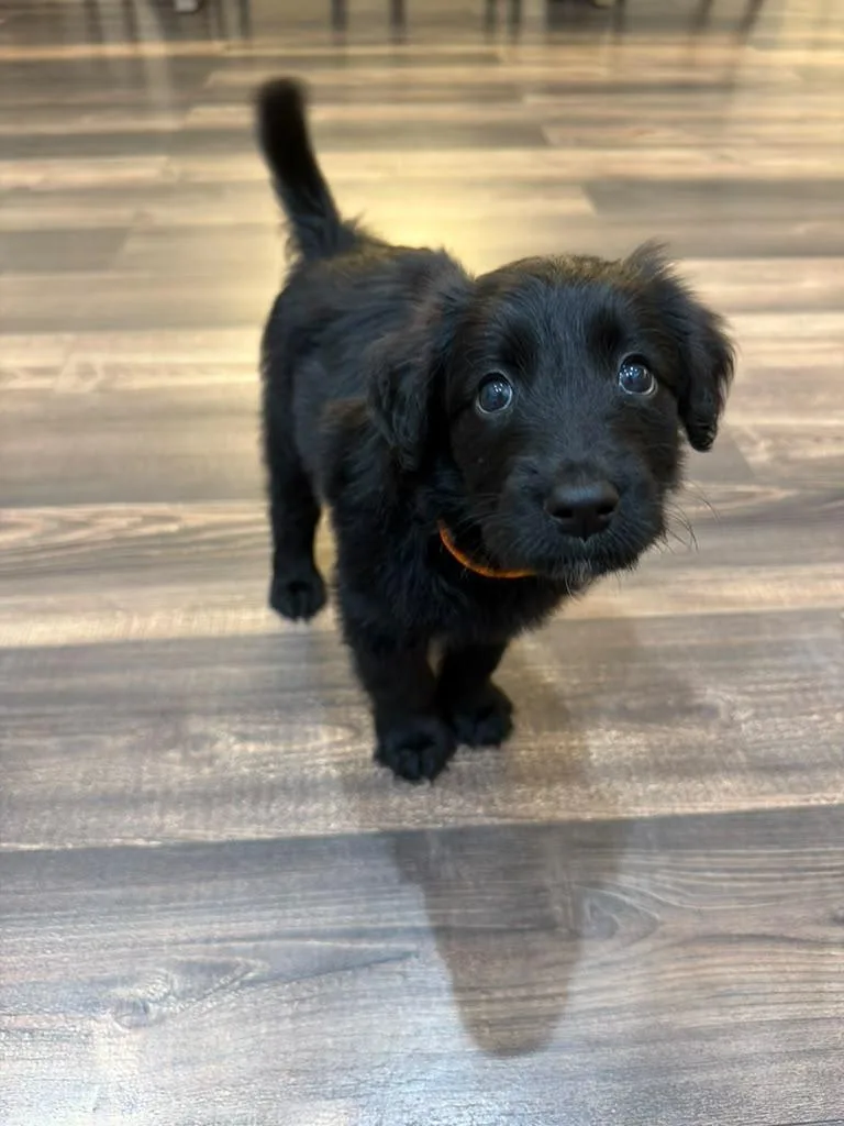 A baby medium-sized male Black Goldendoodle dog named Linguine for adoption in Sunrise, FL