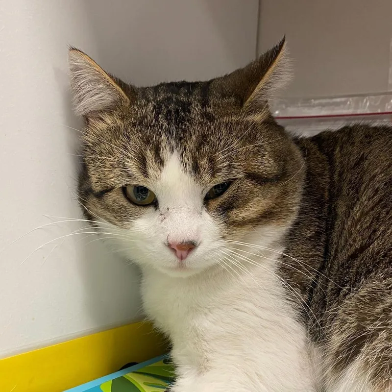 An adult large-sized male Brown / Chocolate Domestic Short Hair cat named Slim for adoption in Rifle, CO