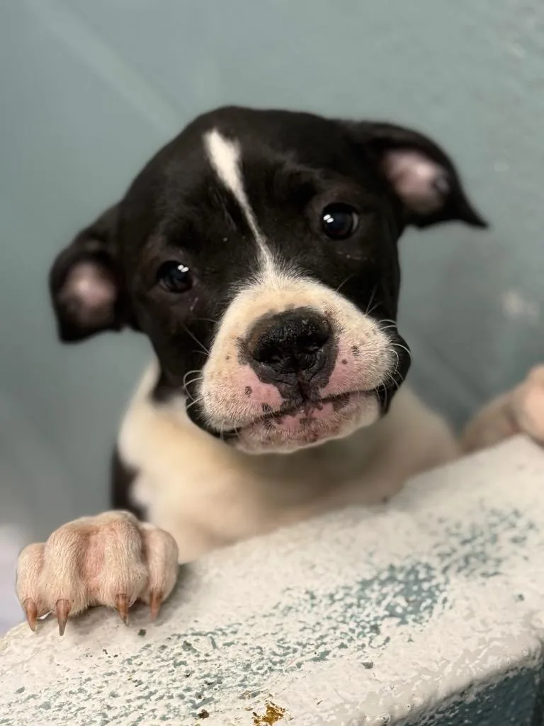 A baby medium-sized female Boxer dog named Roxanne for adoption in Danielsville, GA