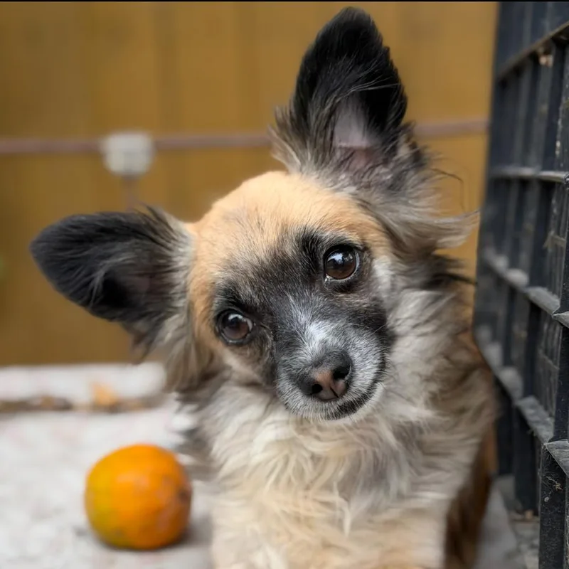 An adult small-sized female Chihuahua dog named Dior for adoption in Myakka City, FL