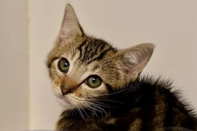A baby small-sized female Domestic Short Hair cat named Celeste for adoption in San Luis Obispo, CA