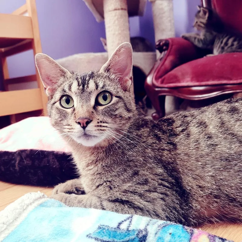 An adult small-sized female Torbie Domestic Short Hair cat named Story for adoption in Hopkinton, MA