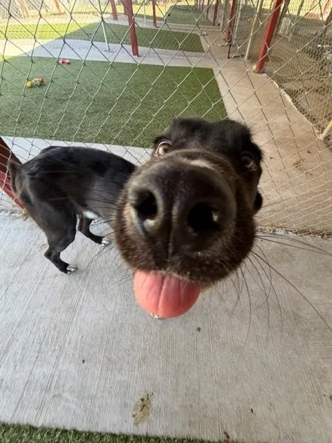 An adult medium-sized male Black Border Collie dog named Stone for adoption in Fayetteville, AR