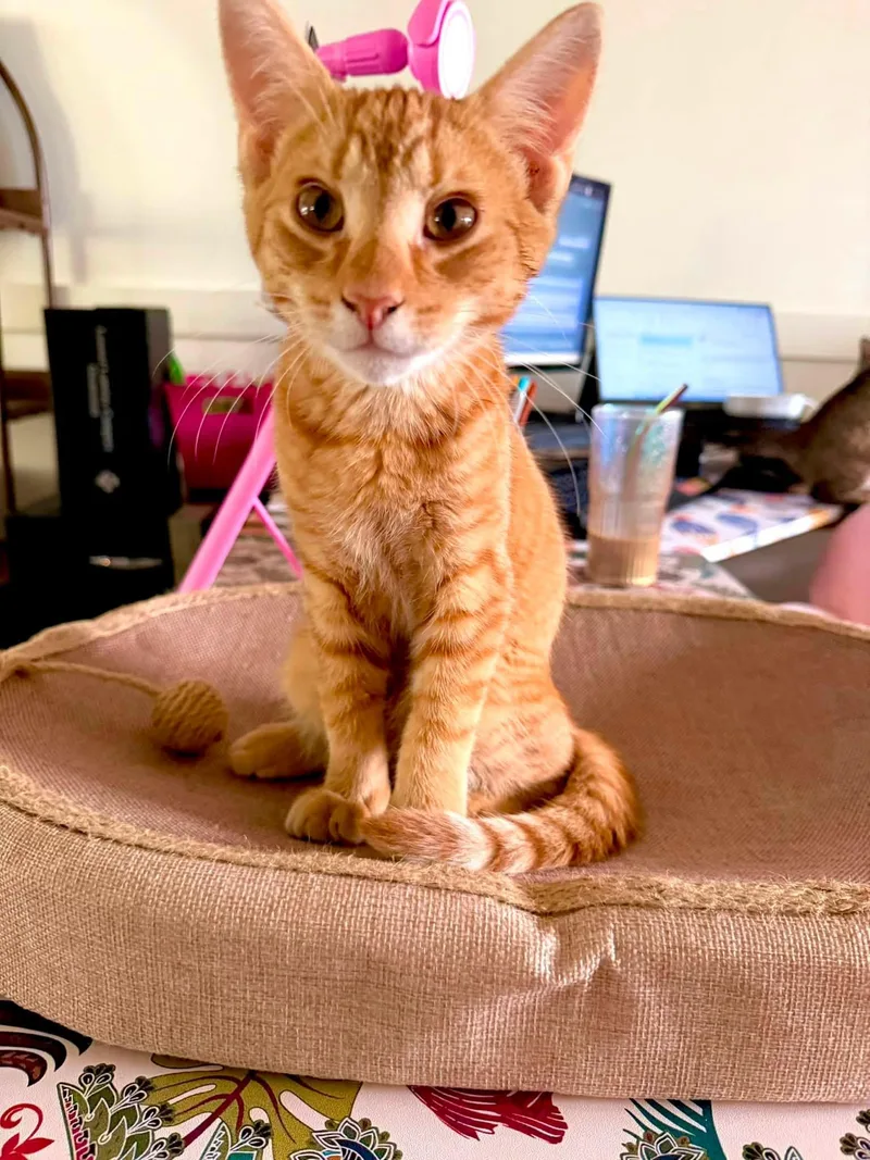 A young medium-sized male Domestic Short Hair cat named Erik for adoption in Wilmington, NC