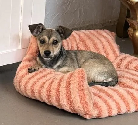 A baby small-sized female Chihuahua dog named Star for adoption in Santa Rosa, CA