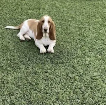 An adult medium-sized male Brown / Chocolate Basset Hound dog named Willy for adoption