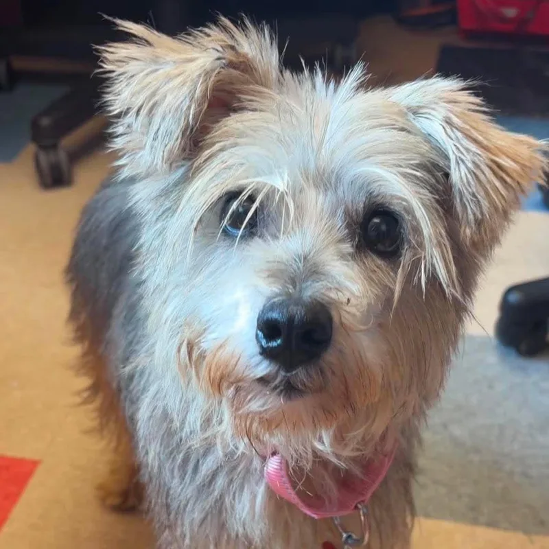 An adult small-sized female Miniature Schnauzer dog named Cher for adoption in Valparaiso, IN