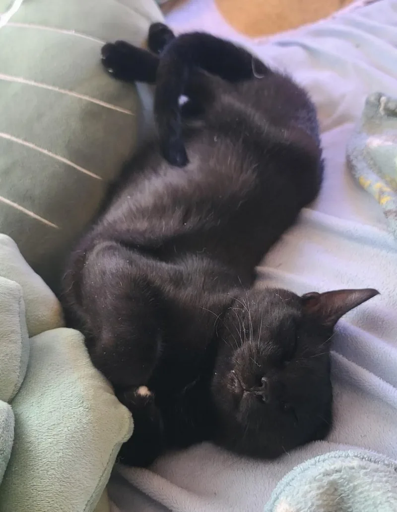 An adult medium-sized male Black & White / Tuxedo Domestic Short Hair cat named Nebula for adoption in Temple, PA