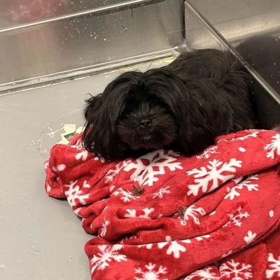 An adult small-sized female Mixed Breed dog named Baby for adoption in Davenport, IA