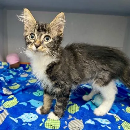 A baby small-sized female Brown / Chocolate Domestic Long Hair cat named Bootsie for adoption in Atlanta, GA