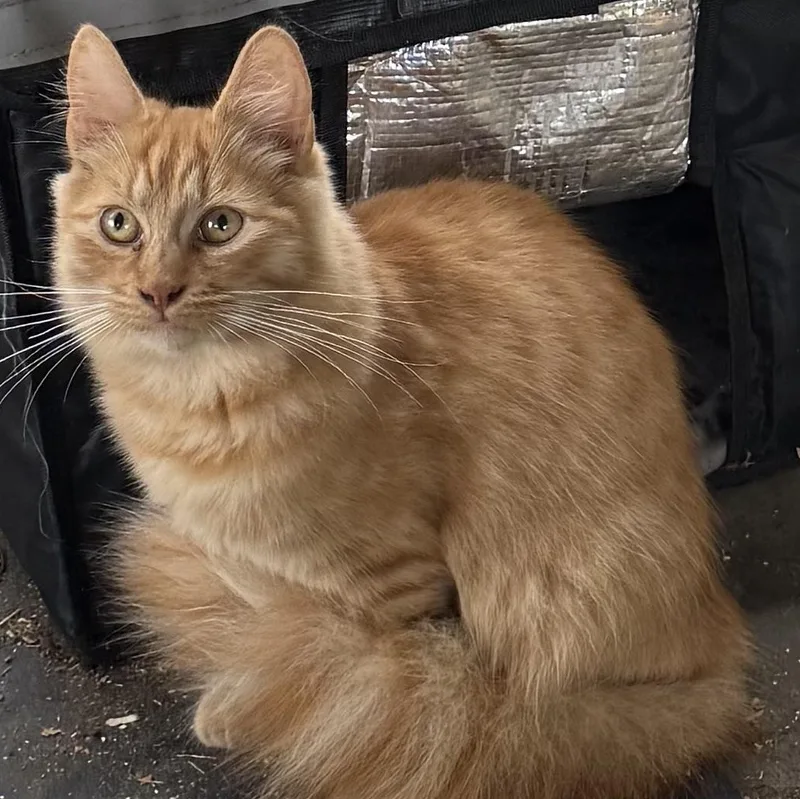 A young medium-sized male Orange / Red Domestic Medium Hair cat named Rooster for adoption in Dunnigan, CA
