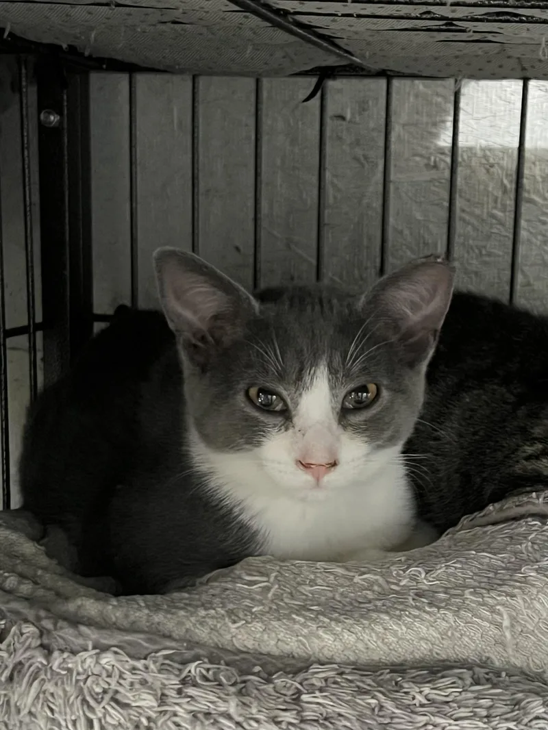 A young small-sized male Domestic Long Hair cat named Sailor for adoption in Sneads Ferry, NC