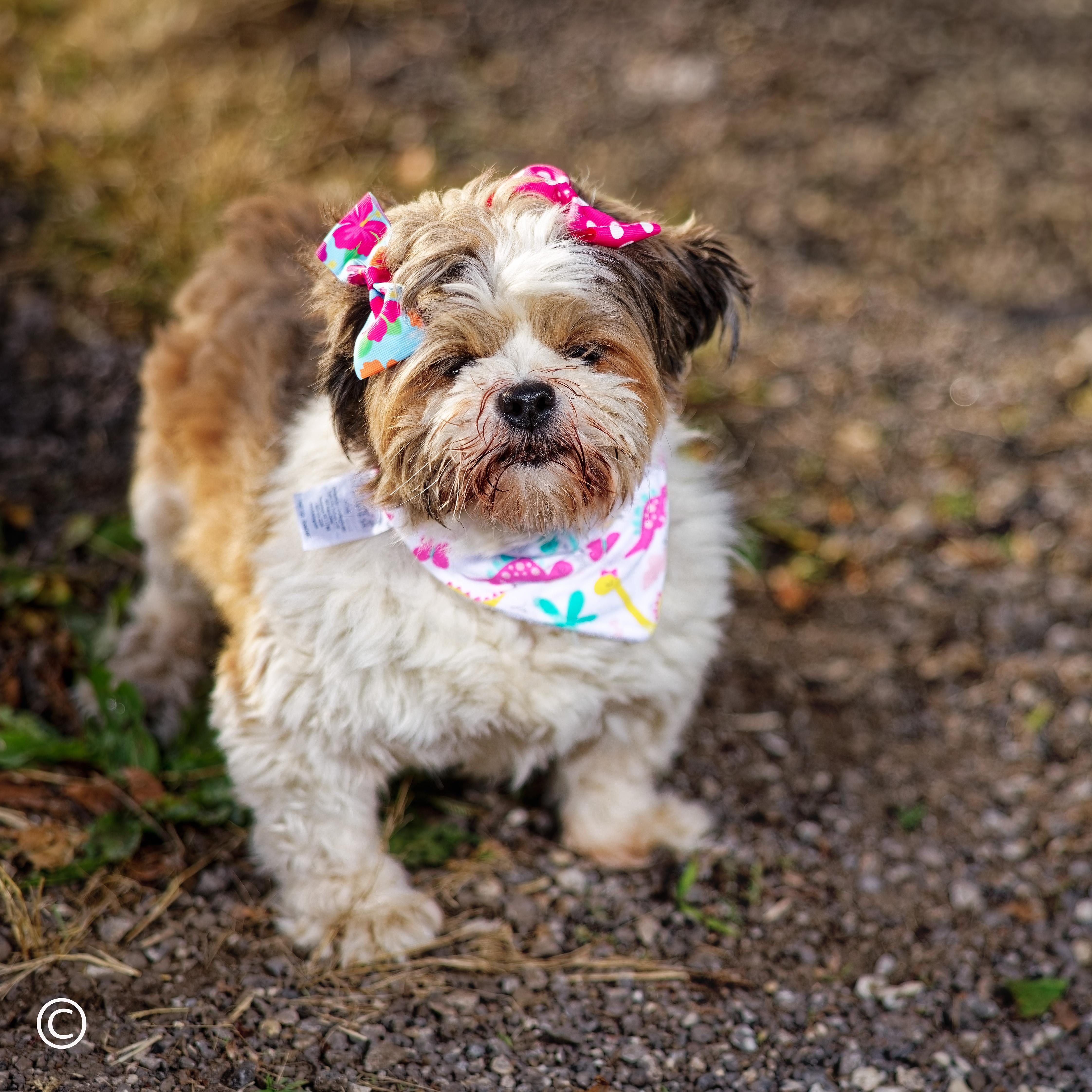 An adult small-sized female Yellow / Tan / Blond / Fawn Lhasa Apso dog named Petunia for adoption in Clarinda, IA