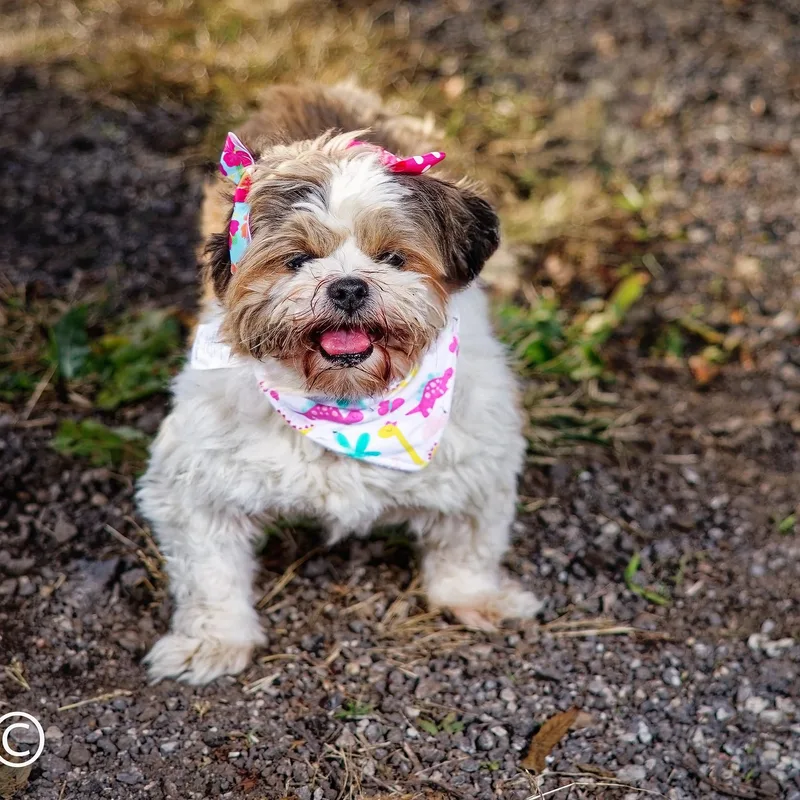 Petunia thumbnail 3