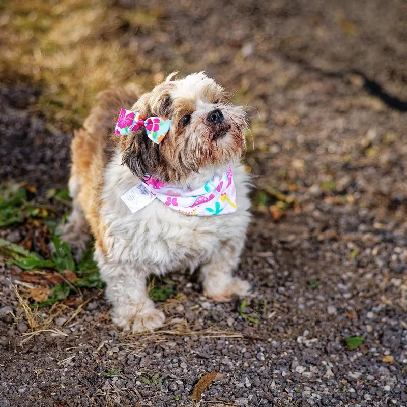 Petunia thumbnail 4