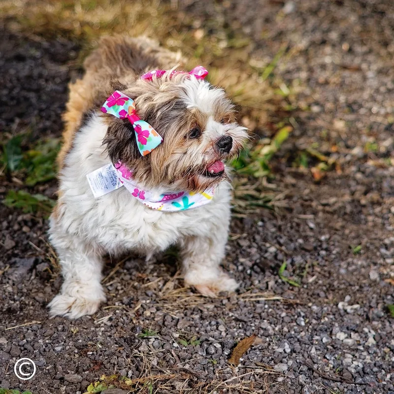 Petunia thumbnail 5
