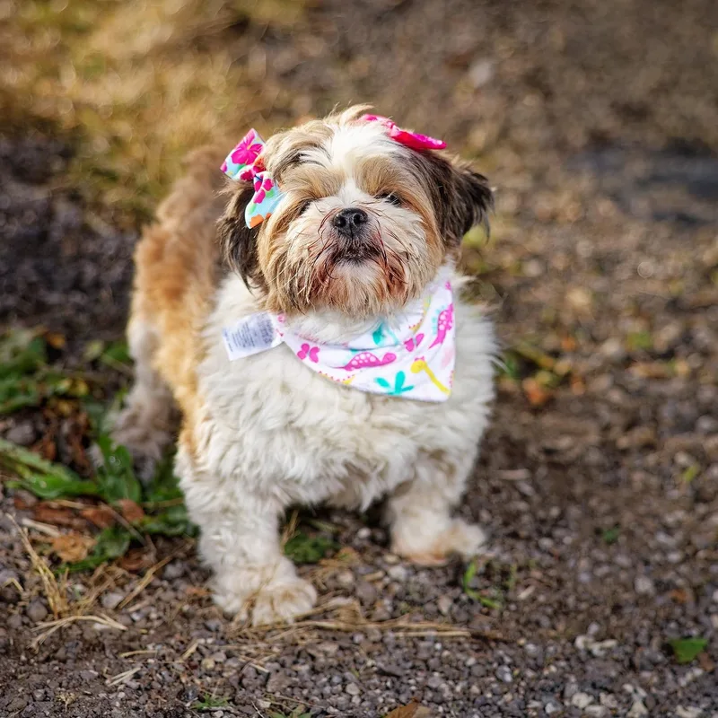 Petunia thumbnail 6