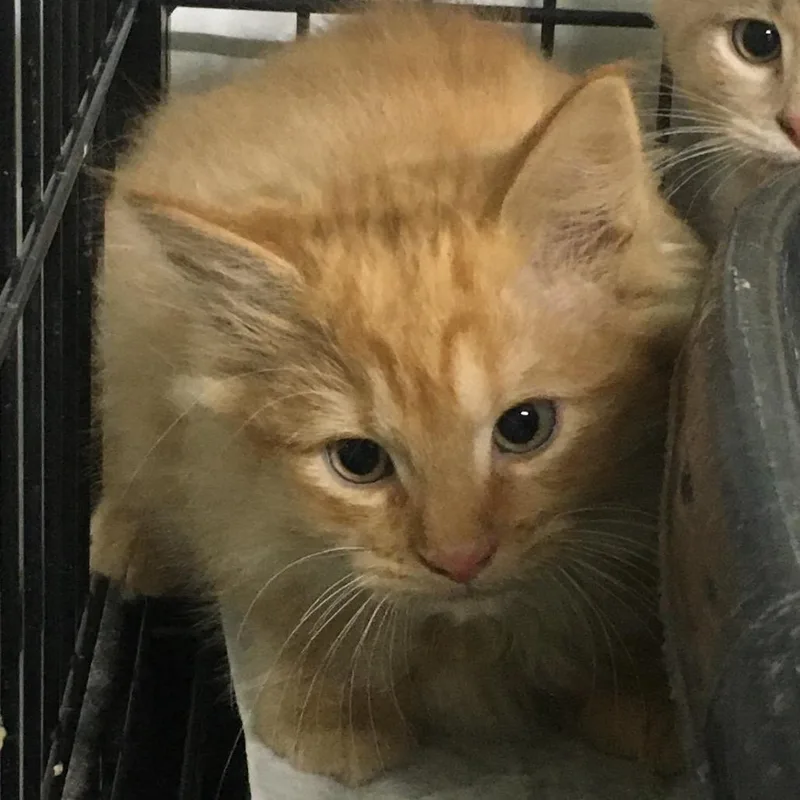 A baby small-sized female Domestic Long Hair cat named Vanilla Ice Cream for adoption in Corbin, KY