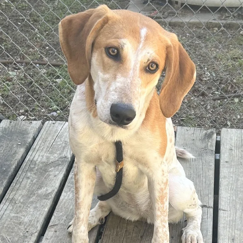 A young medium-sized female Yellow / Tan / Blond / Fawn Coonhound dog named Carousel for adoption in Austin, TX