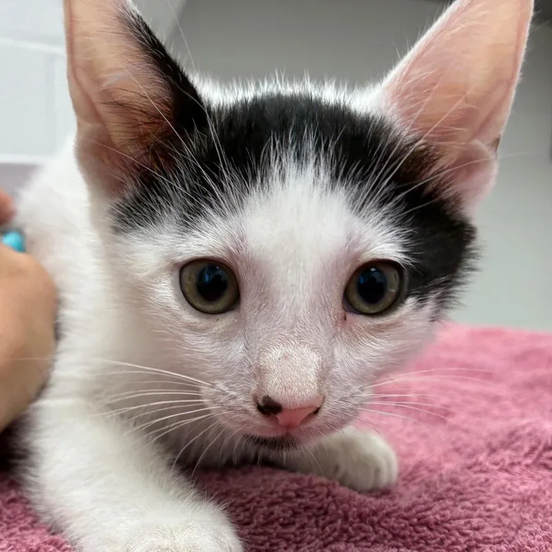 A baby small-sized male White Domestic Short Hair cat named Charlie for adoption in Corpus Christi, TX
