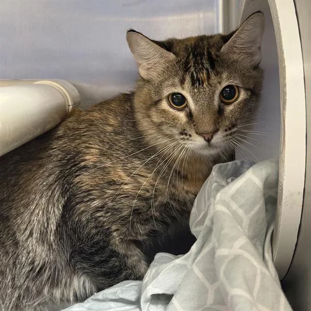 A young large-sized female Domestic Medium Hair cat named Glimps for adoption in Las Vegas, NV