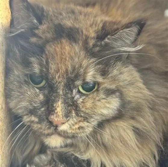 A senior large-sized female Domestic Long Hair cat named Zoey Marie for adoption in Anchorage, AK