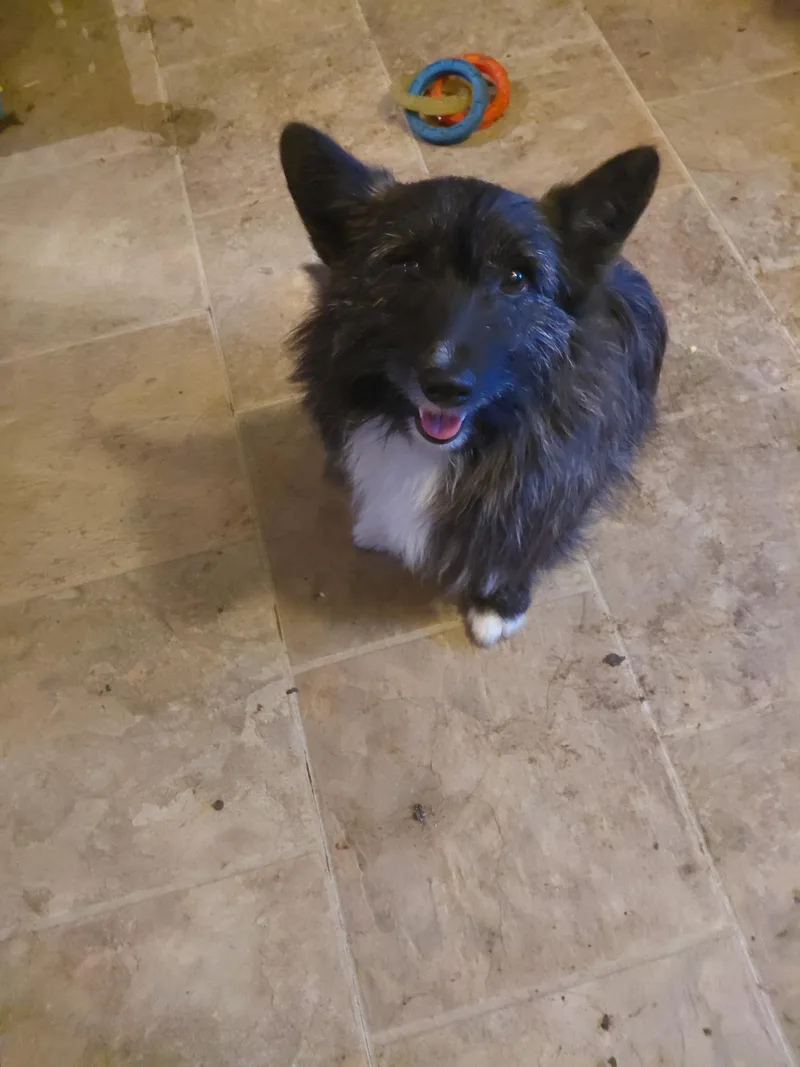 A young medium-sized male Corgi dog named Harry for adoption in Glenville, NY