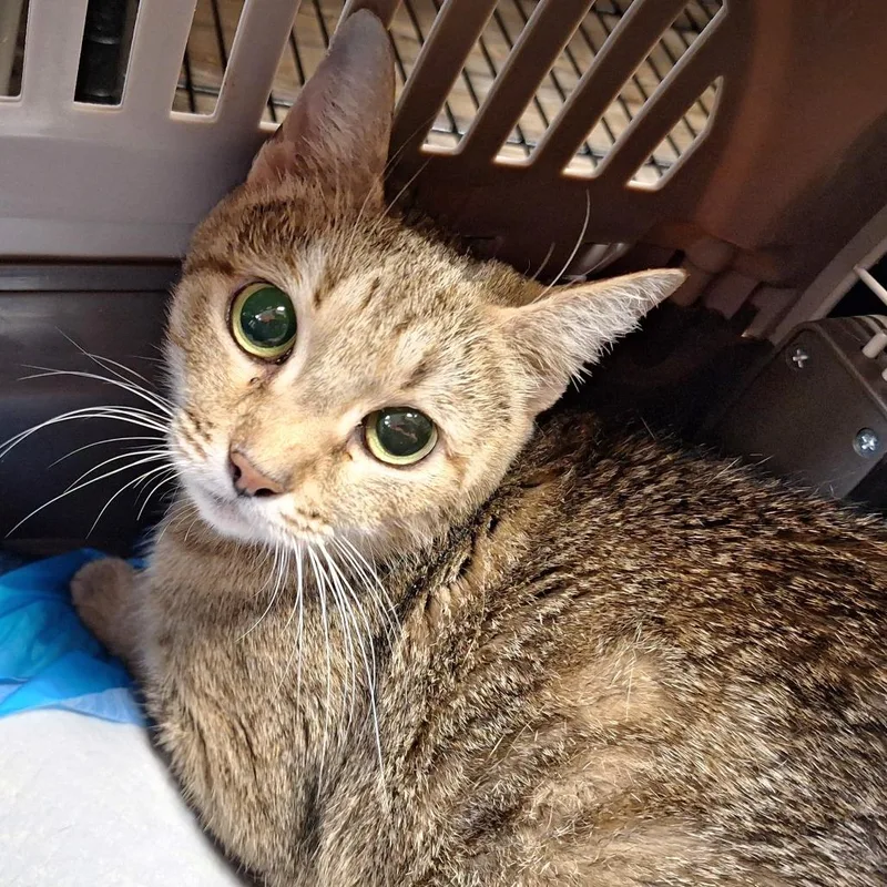 A young medium-sized female Domestic Short Hair cat named Princess Loolilalu for adoption in Cumming, GA