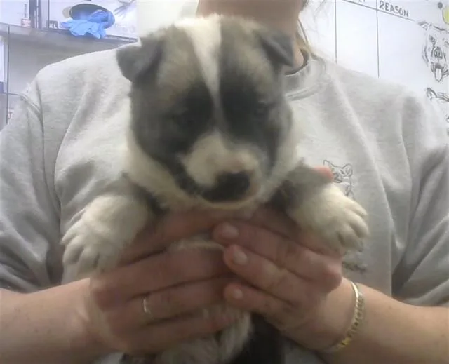 A baby small-sized female Australian Cattle Dog / Blue Heeler dog named Dandelion for adoption in Albuquerque, NM