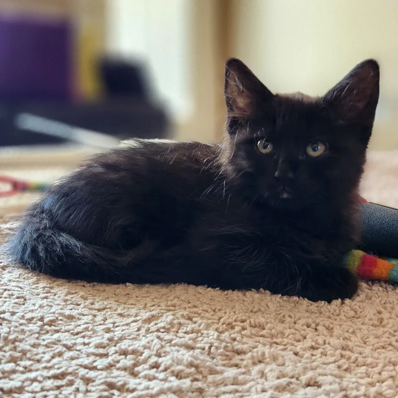 A baby medium-sized female Black Domestic Short Hair cat named Rumi for adoption in Glendale, AZ