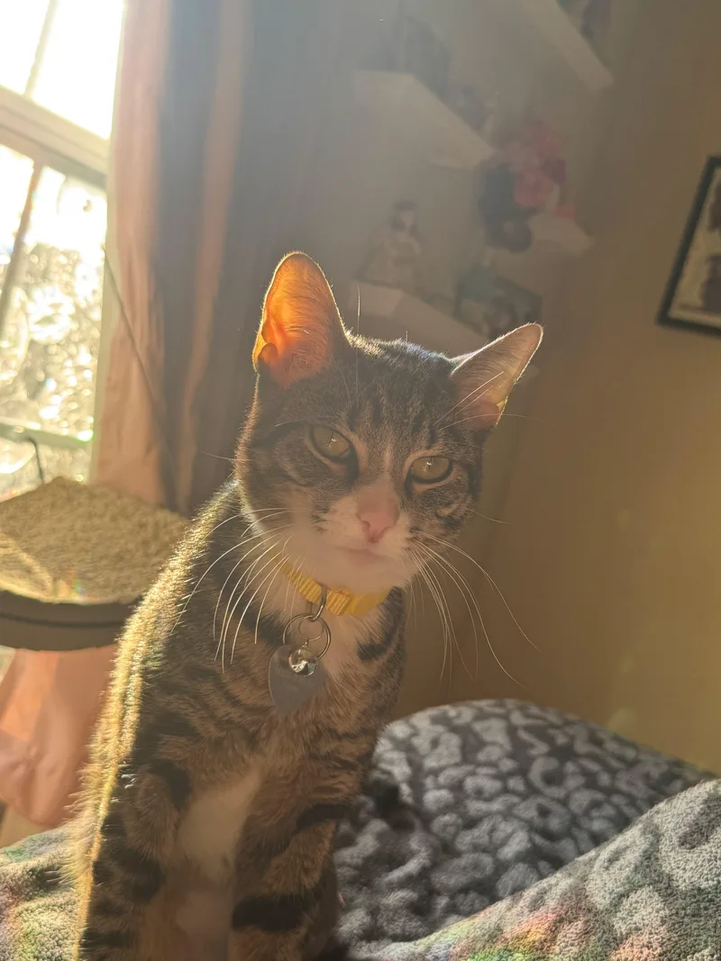 A young medium-sized male Tabby (Brown / Chocolate) Domestic Short Hair cat named Chevy for adoption in Manchester, MD
