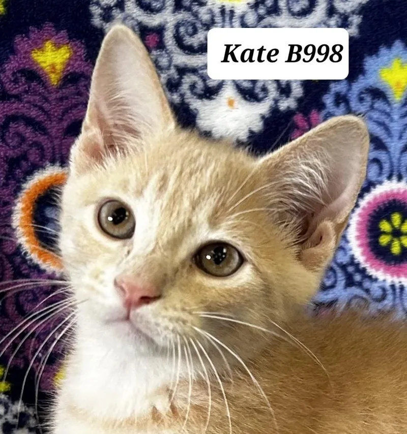 A baby medium-sized female Tabby (Buff / Tan / Fawn) Domestic Short Hair cat named Kate for adoption in Morganton, NC